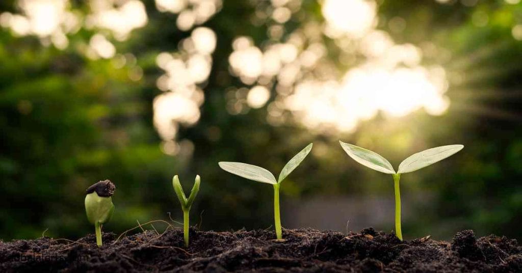 Green Jobs and Sustainability Careers